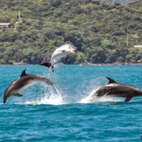 image_dauphins