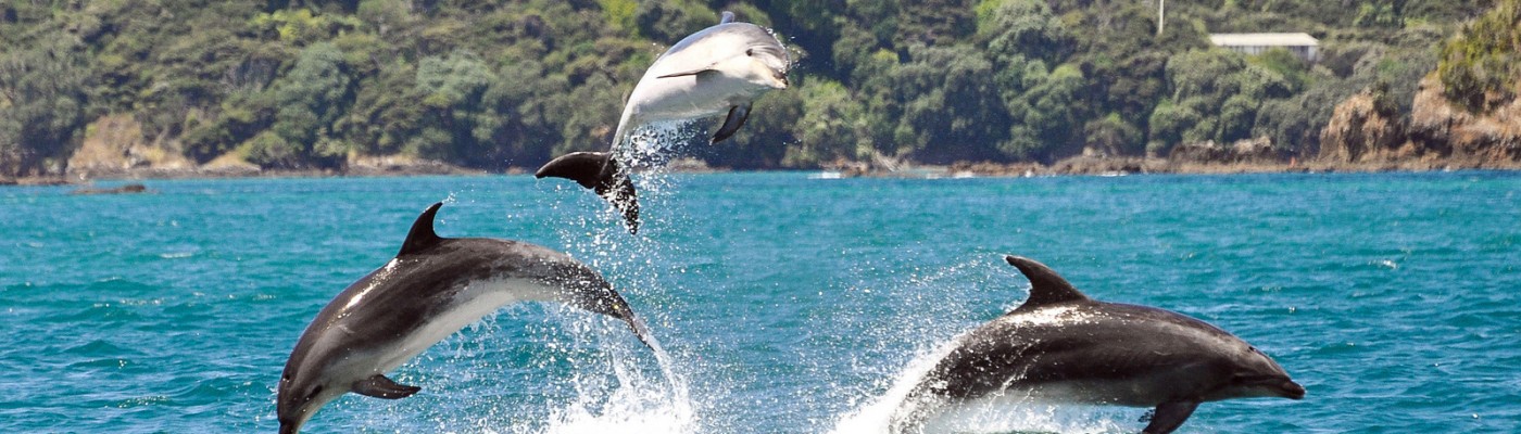 image_dauphins